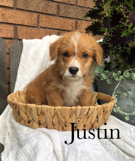 Justin - Welsh Corgi (Pembroke) and Miniature Poodle Hybrid Puppy for ...