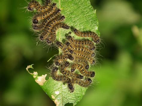 What Do Caterpillar Moths Eat at Evie Beirne blog