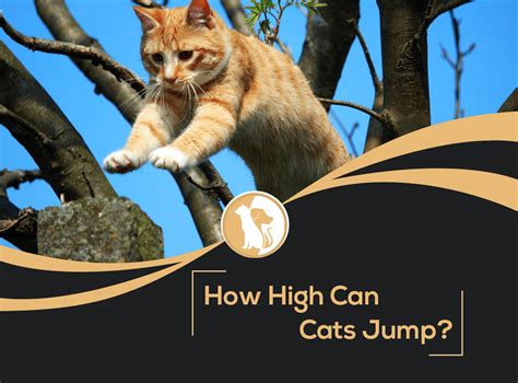 How High Can Cats Jump?
