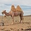 Image result for Camel