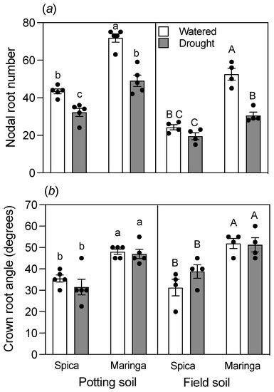 Differences in Root Morphologies of Contrasting Wheat (Triticum ...
