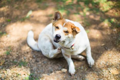 https://www.zooplus.nl/magazine/wp-content/uploads/2021/08/Hond-krabt.webp
