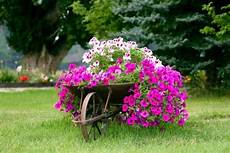 fiori di giardino garden decorations thriftyfun fiori di giardino garden decorations thriftyfun