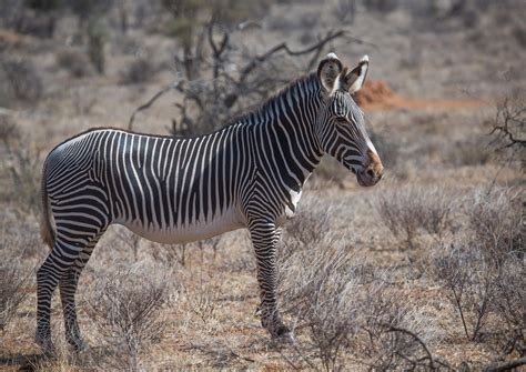 Zebra Are They Endangered