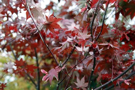 Japanese Maple Care