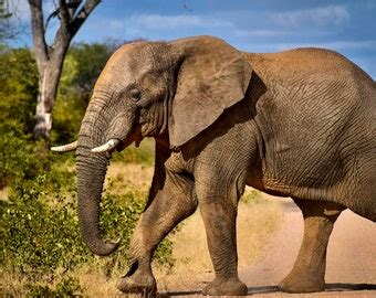 Image result for Elephant Toothpasste Exploding