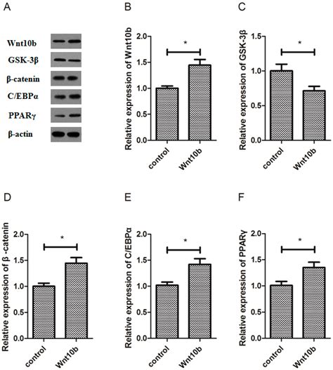 Wnt10b Participates in Regulating Fatty Acid Synthesis in the Muscle of ...