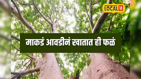 Gorakh imli tree - News18 मराठी