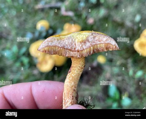 Chicken Fat Mushroom (Suillus americanus Stock Photo - Alamy