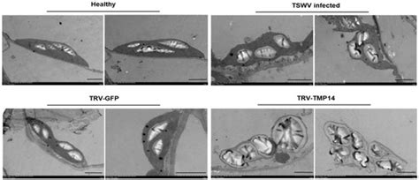 NbTMP14 Is Involved in Tomato Spotted Wilt Virus Infection and Symptom ...