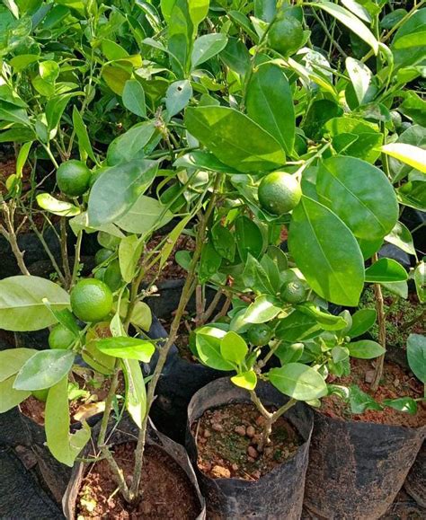 Subcategories Mannuthy Farms