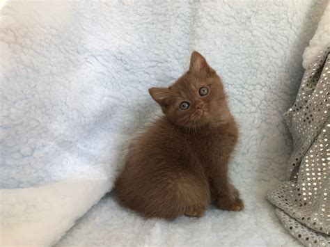 Brown British Shorthair Cat