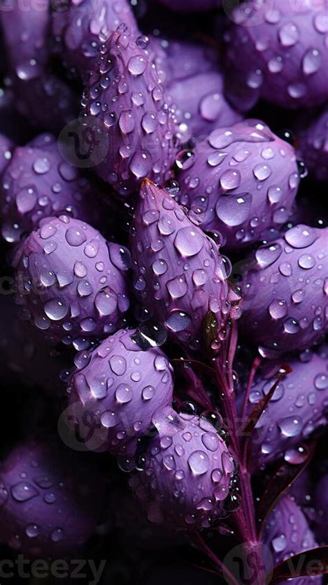 Black and Purple Nature 的图像结果