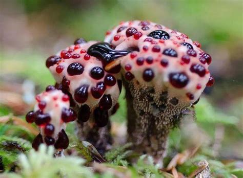 World's Most Deadliest Mushrooms