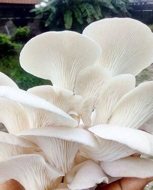 Mushroom Cultivation Training And Project Consultant - Professional ...