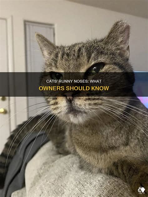 Cats' Runny Noses: What Owners Should Know | PetShun