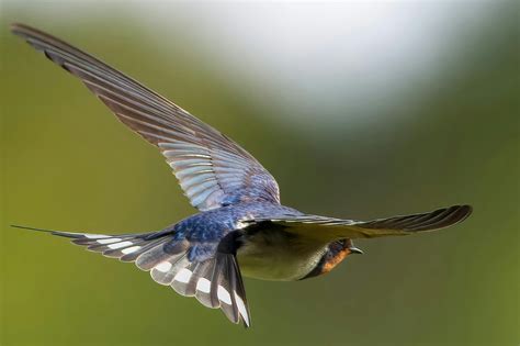 Barn Swallow Bird In Flight