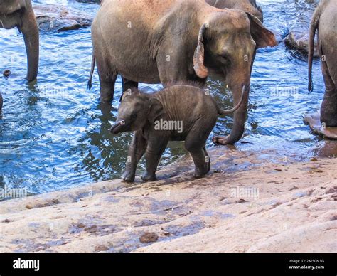Group of Elephant in Sri Lanka Stock Photo - Alamy