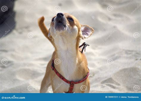 Chihuahua dog barking stock image. Image of canine, doggy - 70997211