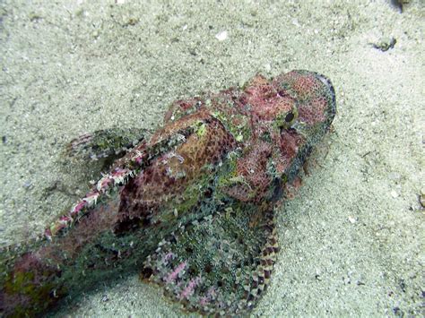 SEAROBIN DIVE CENTER (2026) All You Need to Know BEFORE You Go (with ...