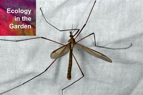 What Are Mosquito Eaters Actually Called at Nicholas Ramsey blog