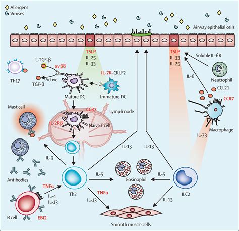 Asthma Gene The Asthma Risk Gene, GSDMB, Promotes Mitochondrial