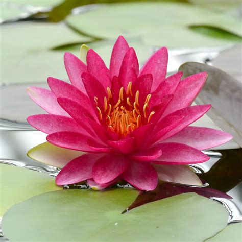 Water Lily Hardy 'Attraction' – Vandermeer Nursery Ltd