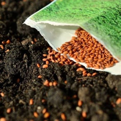 9 Reasons Why Your Seeds Didn't Germinate - and What You Can Do About ...