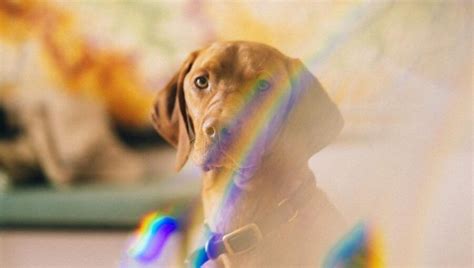 How Dogs See Colors 的图像结果
