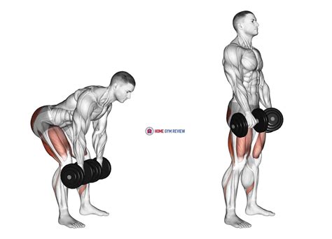 Romanian Deadlift Dumbbell