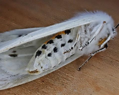 Spilosoma virginica (Virginian Tiger Moth) – 10,000 Things of the ...