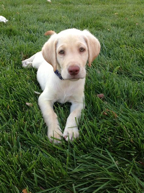 What Should A 10 Week Old Puppy Know