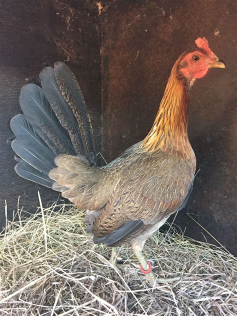 Cornish chicken breed profile – Artofit
