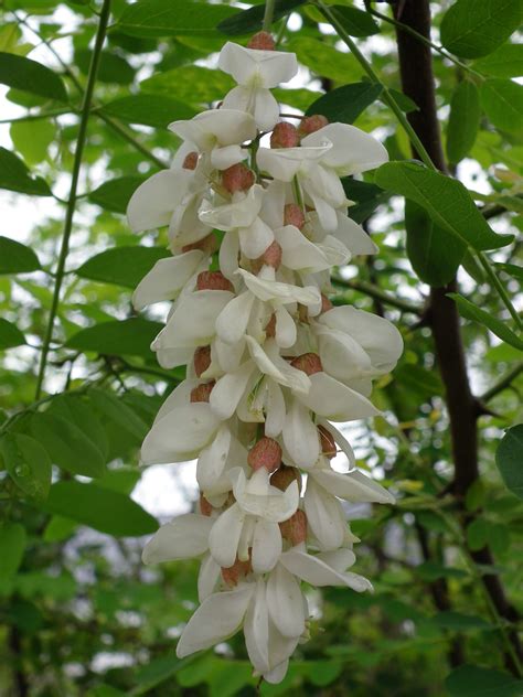 Black locust - CKISS - Central Kootenay Invasive Species Society