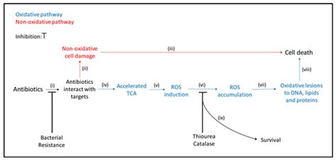 Antibiotics | Special Issue : Mechanisms of Antimicrobial Peptides on ...
