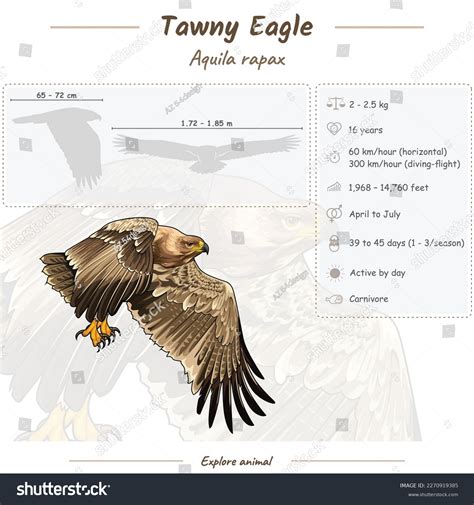 Tawny Eagle: Over 99 Royalty-Free Licensable Stock Illustrations & Drawings | Shutterstock