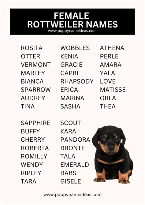 400+ Rottweiler Names (With Meanings)