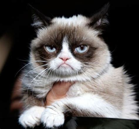 Image result for Grumpy Cat Smiling