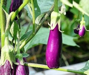 UGRA Brinjal Seed Price in India - Buy UGRA Brinjal Seed online at ...