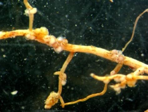 Indian Institute of Pulses Research