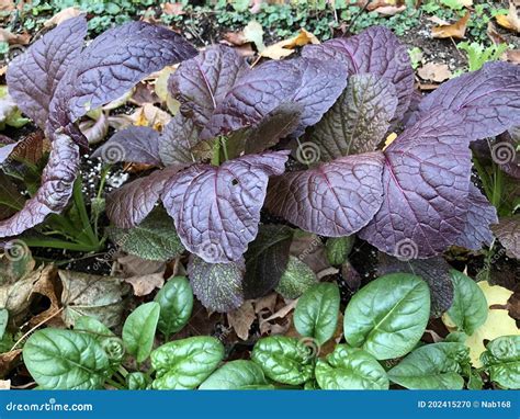Row of Purple Mustard Greens and Spinach Plants Stock Photo - Image of ...