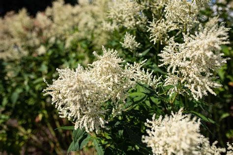 38 Facts About Goat's Beard - Facts.net