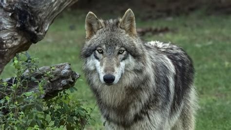 Image result for Yellowstone Grey Wolves