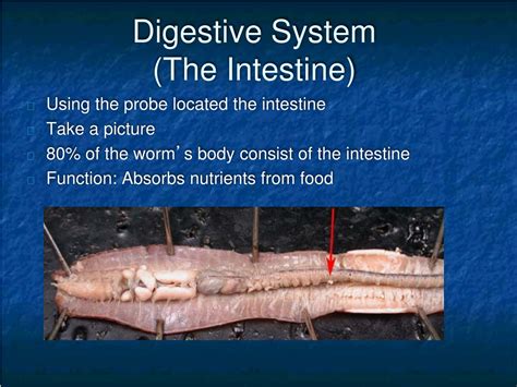 PPT - Earthworm Internal Anatomy Dissection Lab Guide PowerPoint Presentation - ID:9146162