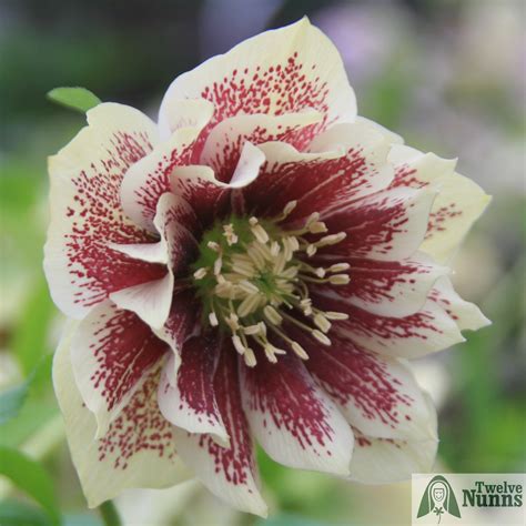 Helleborus x hybridus 'Harvington Double Cream Speckled' - Buy at ...
