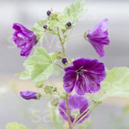 Common mallow » Buy organic seeds online / Perennial flowers - SATIVA ...