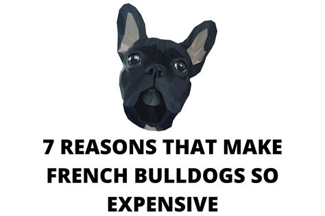 Why Are French Bulldogs So Expensive? Here Are 7 Reasons – Dog Vet Tips