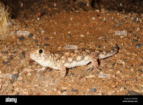 Barking Gecko Making Noise 的图像结果