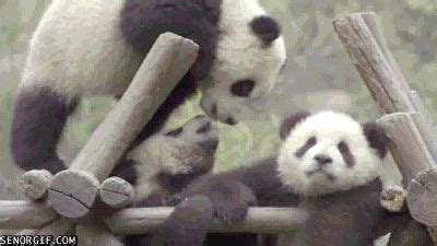 Image result for Pandas Library Python Application