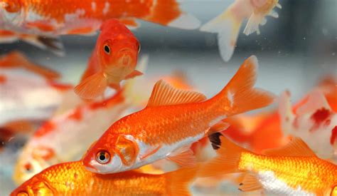 Goldfish Breeding: The Secrets Each Aquarist Should Know!